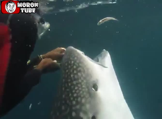 Video :A diver chooses to assist a whale shark that has been gravely hurt by a hook and fishing line